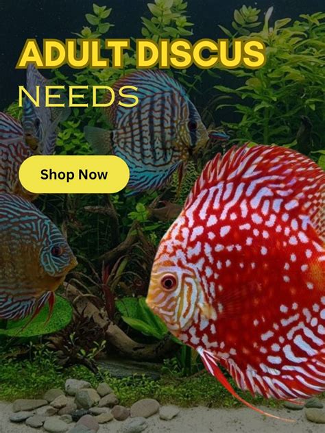 Aqua Discus India – India's Multi-Branded Online Discus Superstore