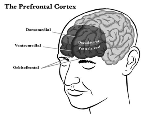 Fronto-Limbic System
