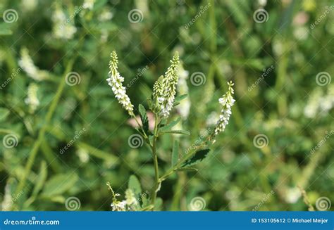 Melilotus Albus, Also Known As Honey Clover, Bokhara Clover (Australia), Sweet Clover, or White ...