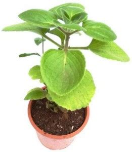 PlantaZee Pilkhan Plant Price in India - Buy PlantaZee Pilkhan Plant ...