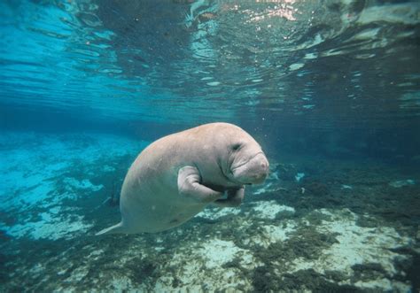 14 Best Places To See Manatees In Florida - A Florida Traveler