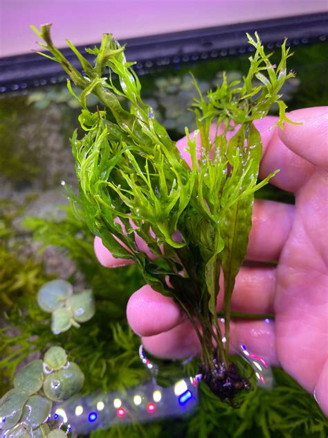 Image result for Windelov Java Fern