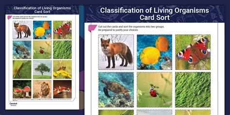 Sorting Classification Different 的图像结果