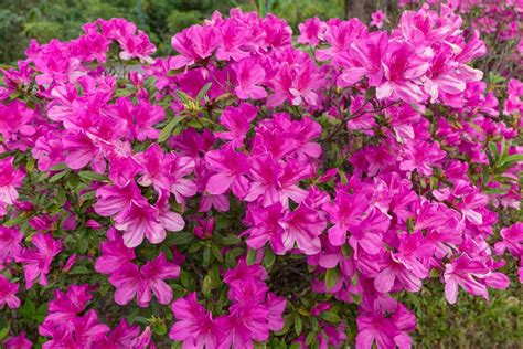 Best Low Maintenance Flowering Shrubs 20+ Best Low Maintenance Shrubs