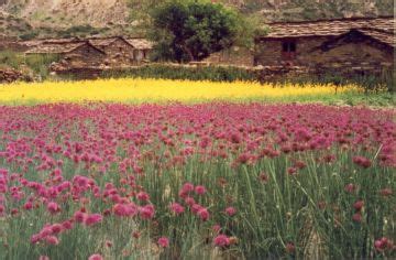 Beautiful 10 Days Kathgodam to Rilkote Trip Package | Munsyari, Lilam ...