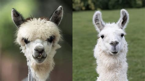 Alpacas vs. Llamas: What’s the Difference & Why It Matters - Lions ...