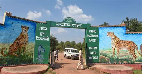 Tenth cheetah dies in Madhya Pradesh’s Kuno National Park