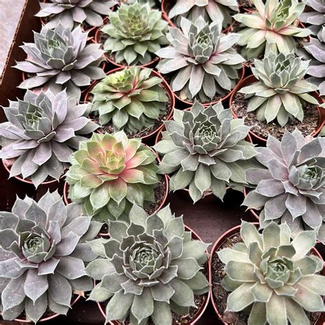 3″ Succulent Hen and Chicks – The (KC) Plant Factory