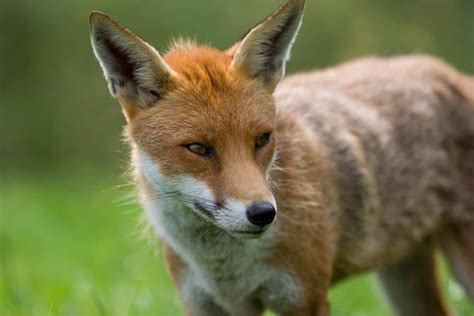 Fox Animal Facts | Vulpes vulpes | AZ Animals