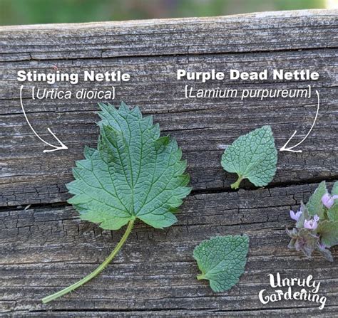Stinging Nettle vs Dead Nettle - the differences - Unruly Gardening