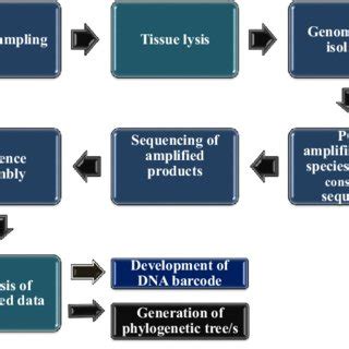 Image result for DNA Barcoding Flow Chart