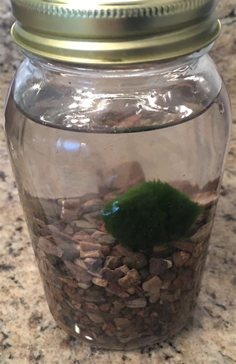 Marimo Starter Kit (16 Ounce Mason Jar) (1″ Moss Ball) (US Only ...
