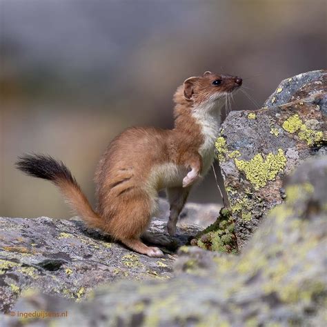 Image result for Stoat Predators