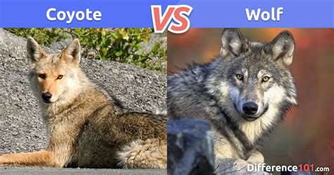 Image result for Wolves vs Coyotes