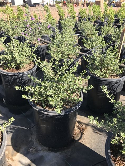 Buy Leucophyllum langmaniae 'Rio Bravo' (Rio Bravo Texas Ranger)