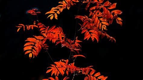 Download wallpaper 2560x1440 rowan, branches, leaves, red, macro ...