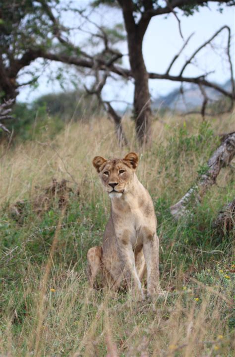 What animals live in grasslands? - Twinkl