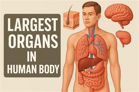 Largest Organ In Human Body