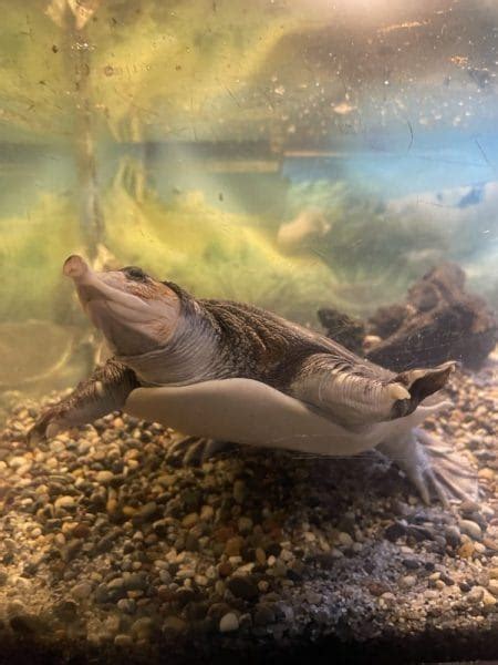 Image result for Soft Shell Turtle Tank