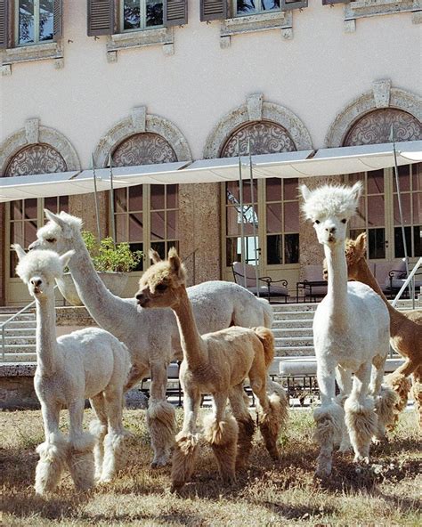 Giorgio Armani e gli animali: l’amore per cani e gatti, l’addio alle ...