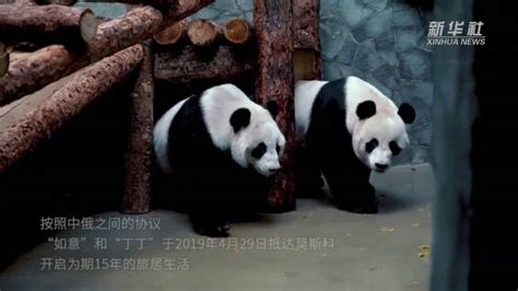 大熊猫“如意”和“丁丁”旅俄三月庆生记-新华网