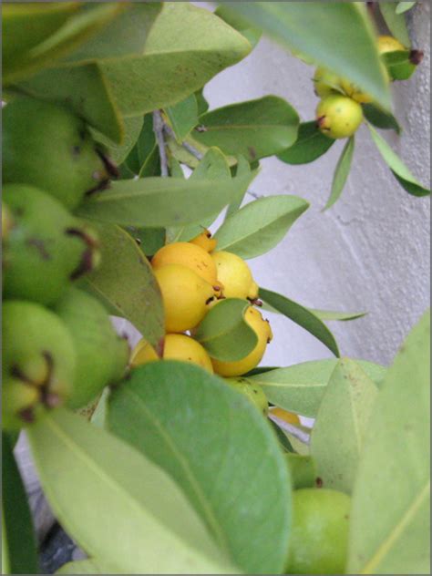 Image result for Lemon Guava Tree