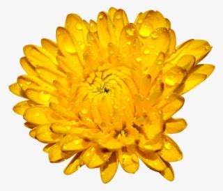 English Marigold Mexican Marigold Annual Plant Flower - Marigold ...