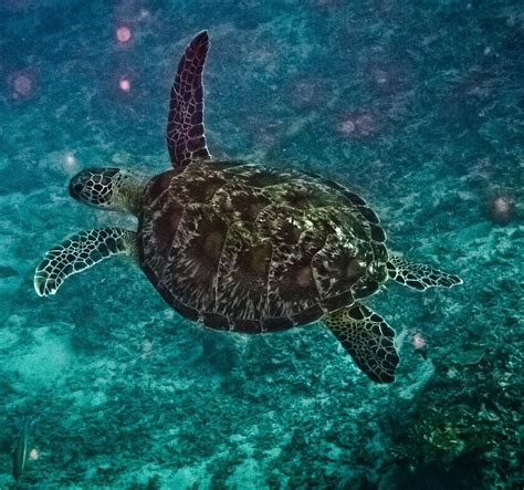 SEA SPHERE DIVE CENTER (2026) All You Need to Know BEFORE You Go (with ...