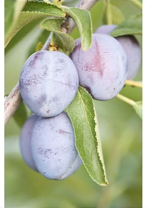 Plum Tree Types 的图像结果