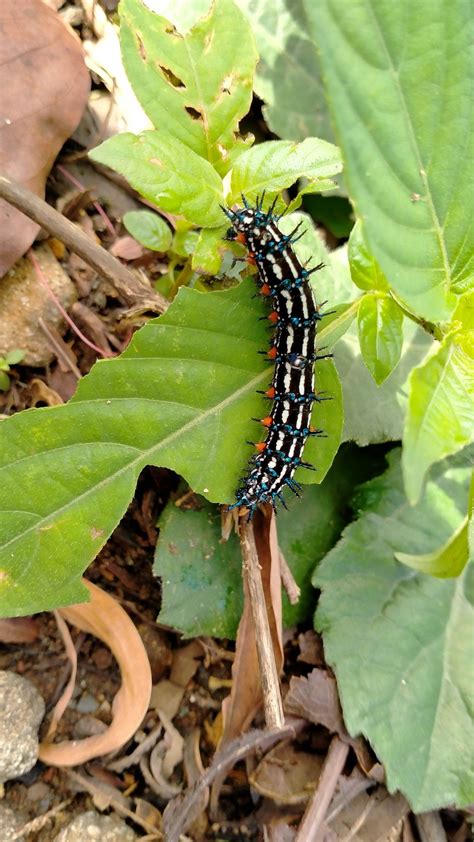 Black and Red Caterpillar on Green Leaf