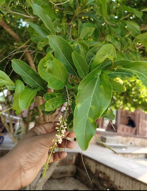 Family: VERBENACEAE - Plants of Rajasthan