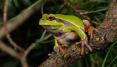 Image result for Tree Frog Colors