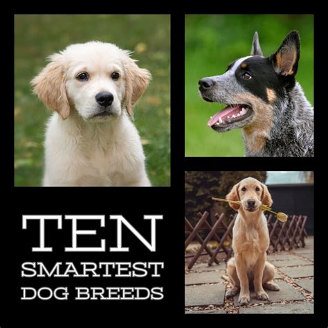 Top 10 Intelligent Dogs In The World 2021 at Carly Decosta blog