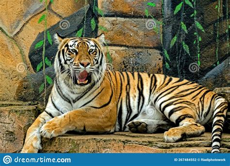 Wild and Seductive Look stock photo. Image of good, mean - 267484552