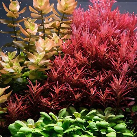 Sreepadma C116 Rotala Blood Red | TC Live Plant – cloningaquapets