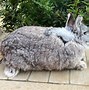 Image result for netherland dwarf bunny rabbits