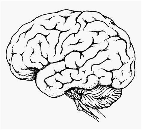 Brain Outline Drawing at GetDrawings | Free download
