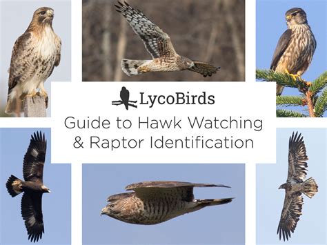 Guide to Hawk Watching and Raptor Identification | LycoBirds
