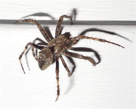 Cross Orb Weaver Spider (Araneus diadematus): Facts, Identification ...