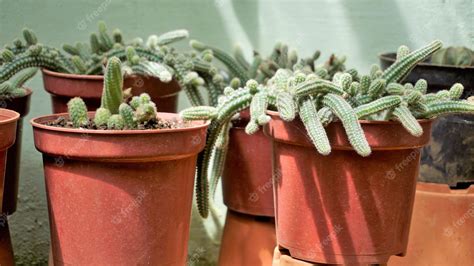 Premium Photo | Beautiful indoor cactus pot plants of echinopsis ...