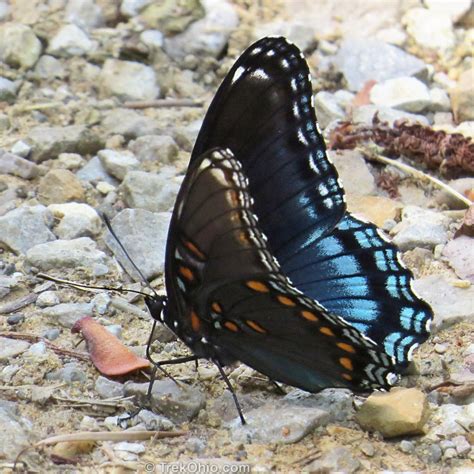 Black And Blue Butterfly