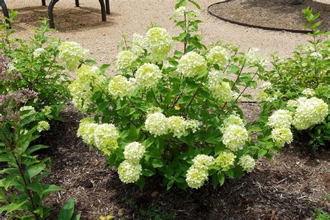 Little Lime Panicle Hydrangea | Crystal Bridges Museum of American Art