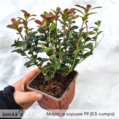 Брусника Ред Перл - фото и описание в каталоге питомника