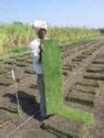 Lawn Grass - Natural Lawn Grass Service Provider from Pune