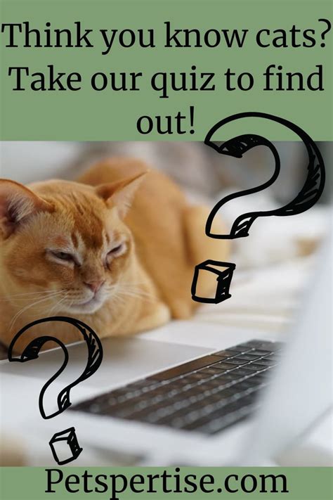 Quiz Bing Chat 的图像结果