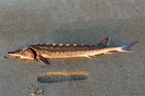 About Atlantic Sturgeon - Maryland Biodiversity Project