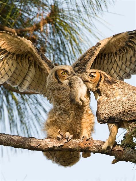 Great Horned Owl Eating