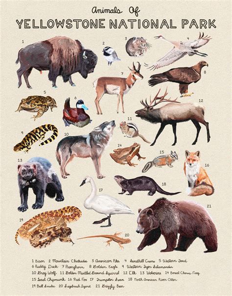 Yellowstone Wildlife Animals