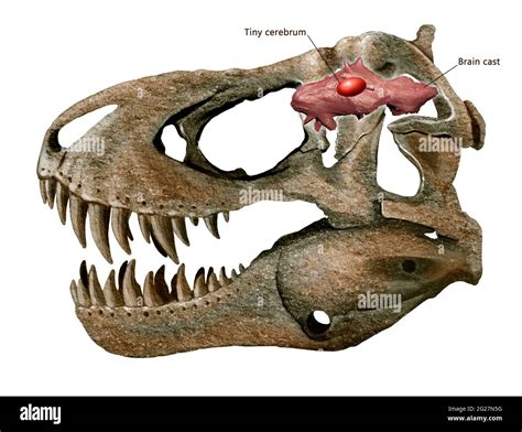 Tyrannosaurus rex skull hi-res stock photography and images - Alamy