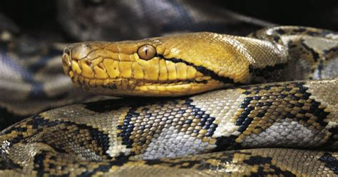 Image result for Indonesian Python 23Ft